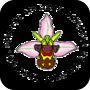 Il GIROS (Gruppo Italiano Ricercatori Orchidee Spo...