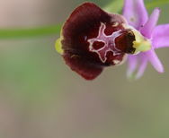 biscutella ok.JPG