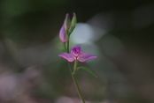 cef fiore rubra.JPG