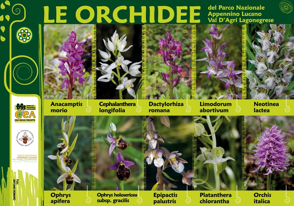 le orchidee